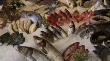 تراجع أسعار البلطي والجمبري بالتزامن مع صعود الكابوريا وقشر البياض 10 جنيهات